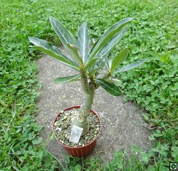 thn_Adenium hybrid Black_somalense.jpg